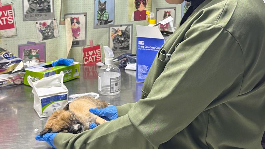 ISARO Street Animal Rescue Operation