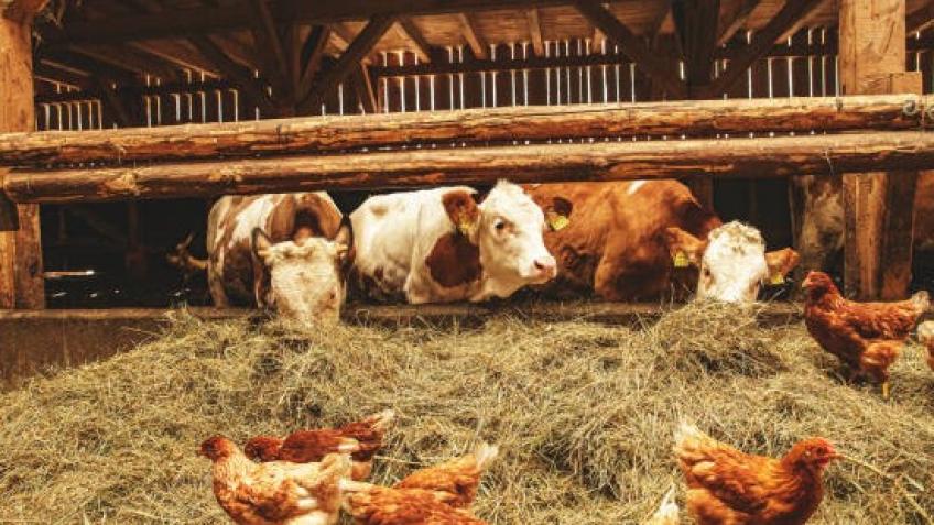 Development of prototypes to combat Bird flu