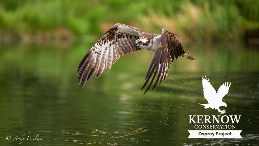 🦅 Help Ospreys Return to Cornwall