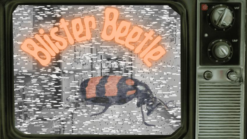 Blister Beetle (2025) - Short Film