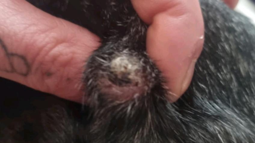Vet bills arlow