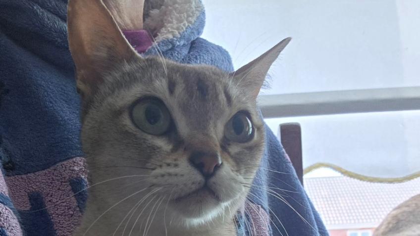 Emergency Vet Treatment for Niji