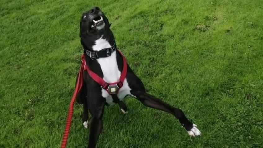 To help abused dogs and help my lurcher with bet
