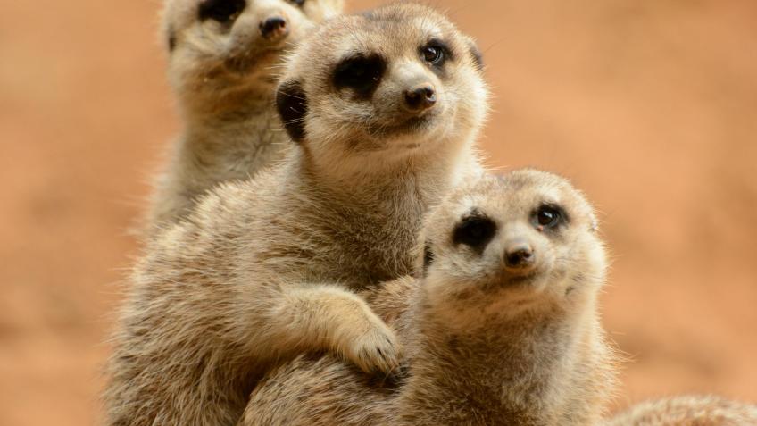 The Meerkat Cafe