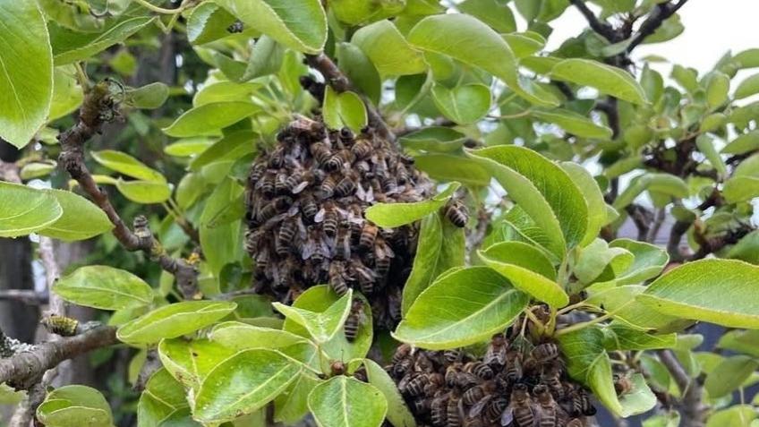 Trees and Bees in Erewash
