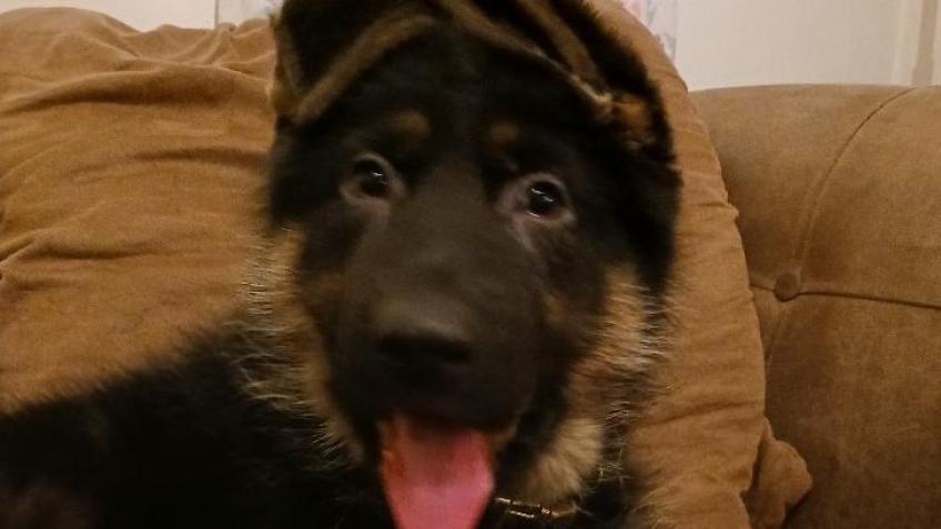 Mental Health Assistance Puppy Appeal