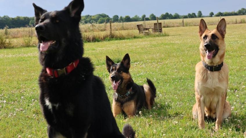 Gilly School for Dogs Rehoming