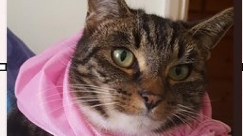 Paws for a Cause, Cats Matter