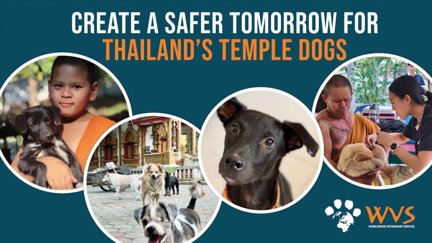 Create a safer tomorrow for Thailand's temple dogs