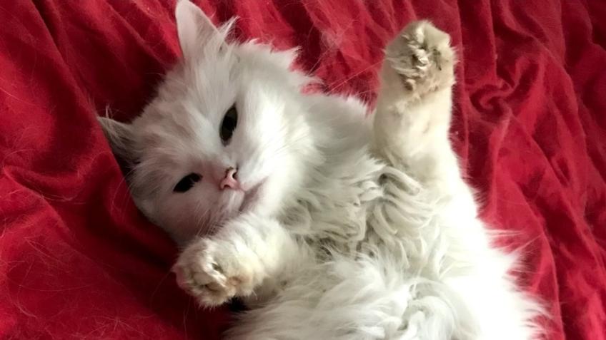 Crowdfunding for vet bills