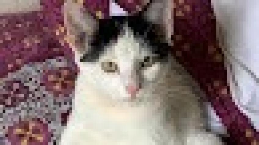 Helping injured Cats & unfortunate people to heal.