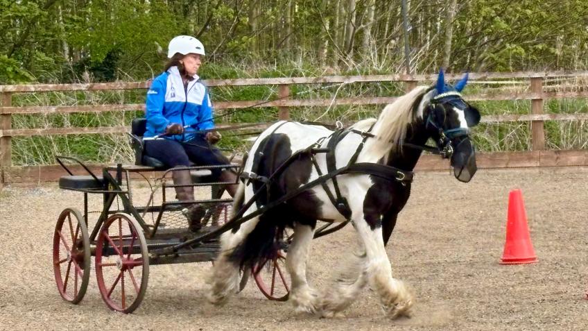 Carriage Driving Community