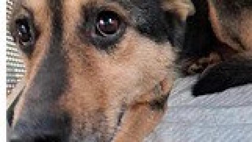 POPPY NEEDS YOUR HELP