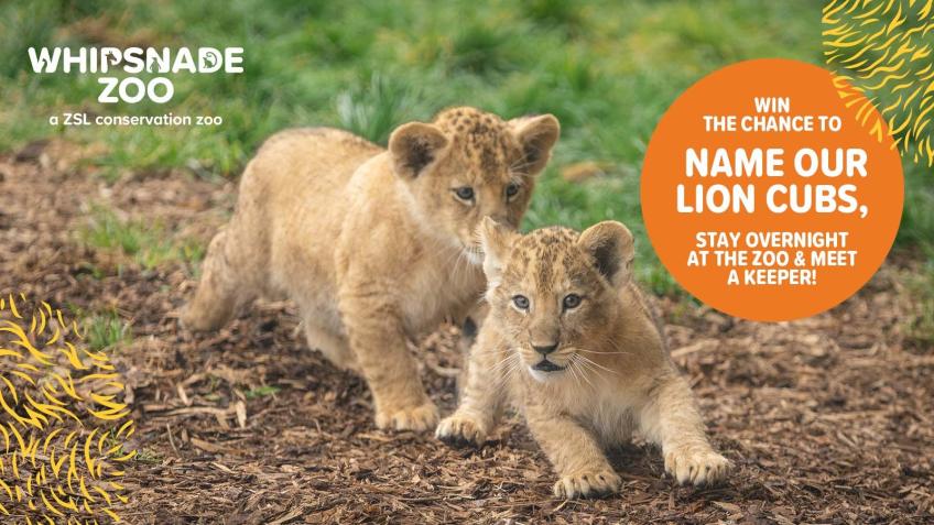 Win the chance to name our lion cubs!