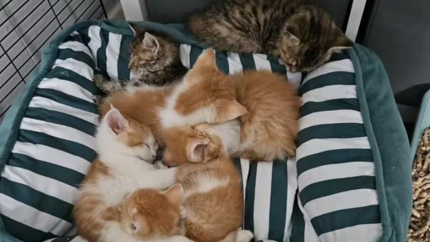 Funding for Motoway , park and all kittens in care