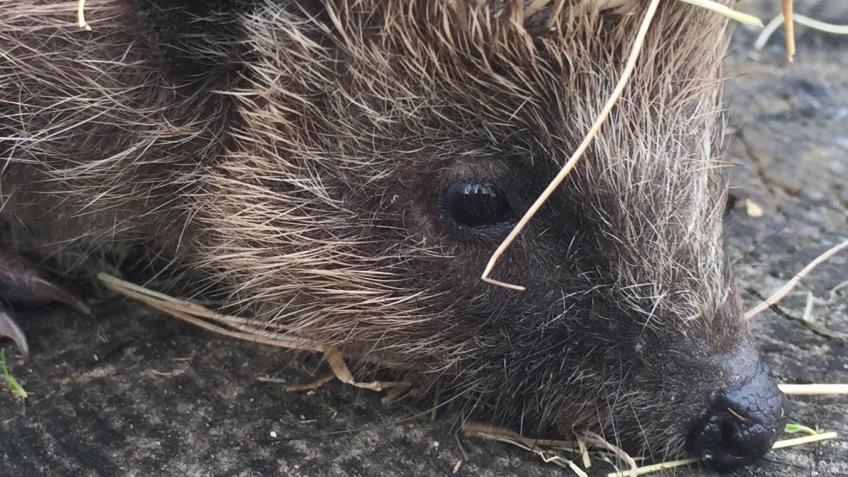 Support for Wild British Hedgehog Rescue Charity
