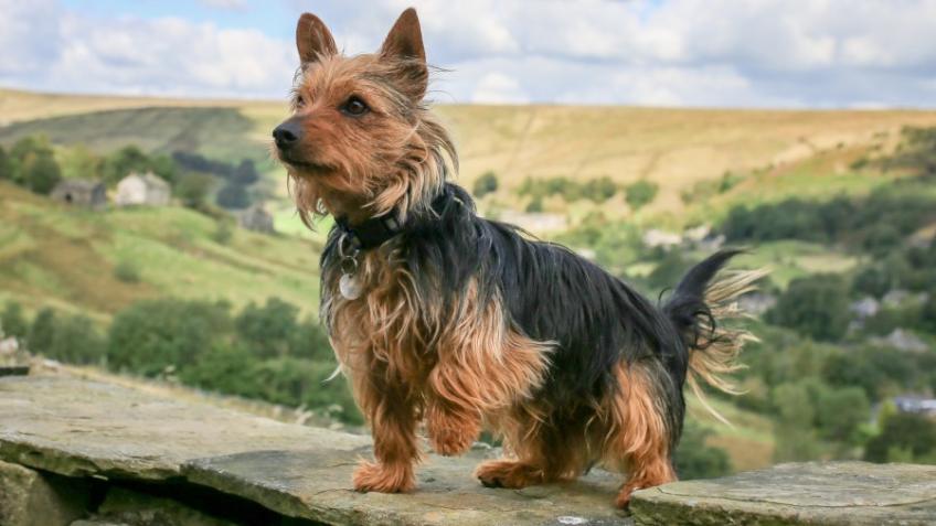 WEST YORKSHIRE DOG RESCUE