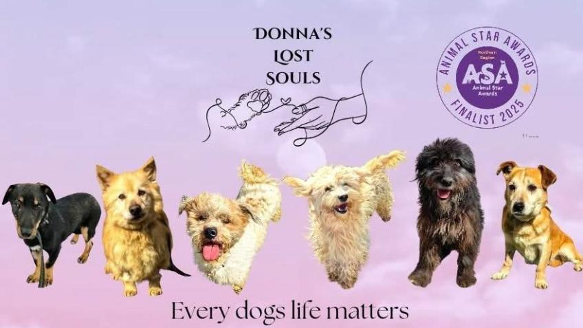 Help Me Save Dogs At Donna's Lost Souls