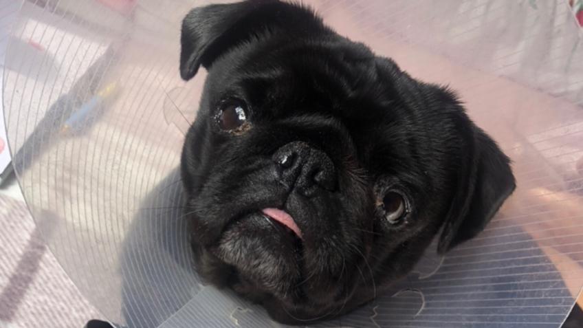 Please help with vet bill for Mimi’s eyesight.
