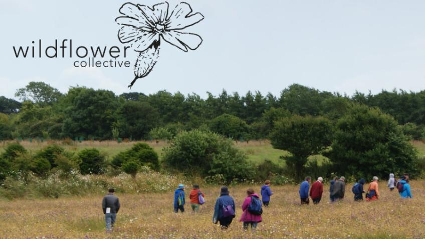 Help us find and create more wildflower meadows