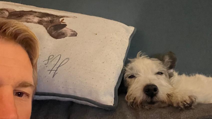 Urgent dental treatment for a pet dog