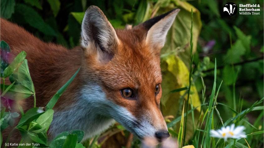 Sheffield & Rotherham Wildlife Trust: Aviva