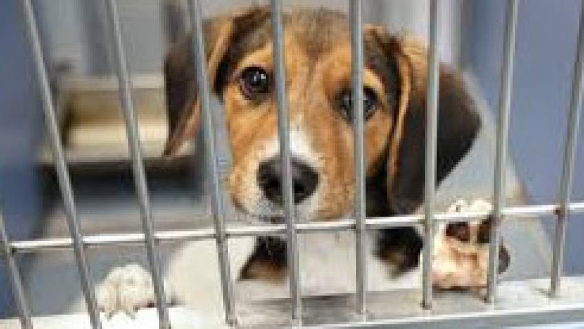 Not for profit national animal rehoming service.