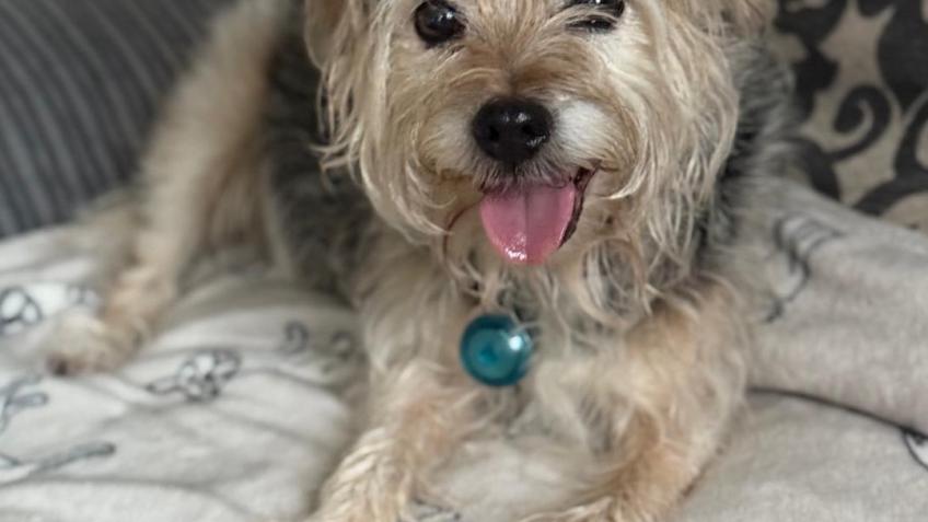 I have been to Blue Cross / Elia Hammond /Pet ins