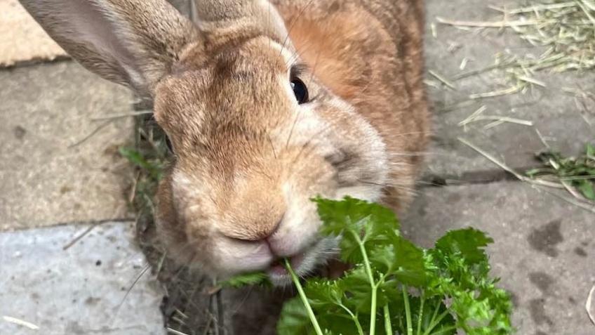 Stray & Abandoned Rabbit Fund