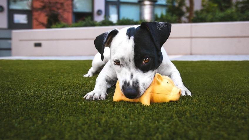 Raising funds for a PTSD Service Dog