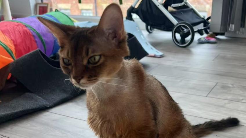 Treating Feline Lymphoma