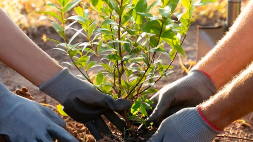 1000 trees globally