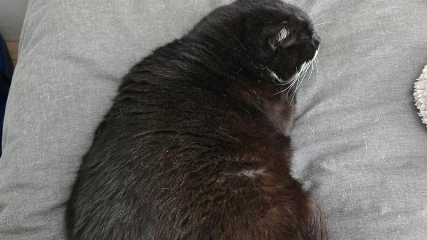 Help Lucy pay Busters vet bills!