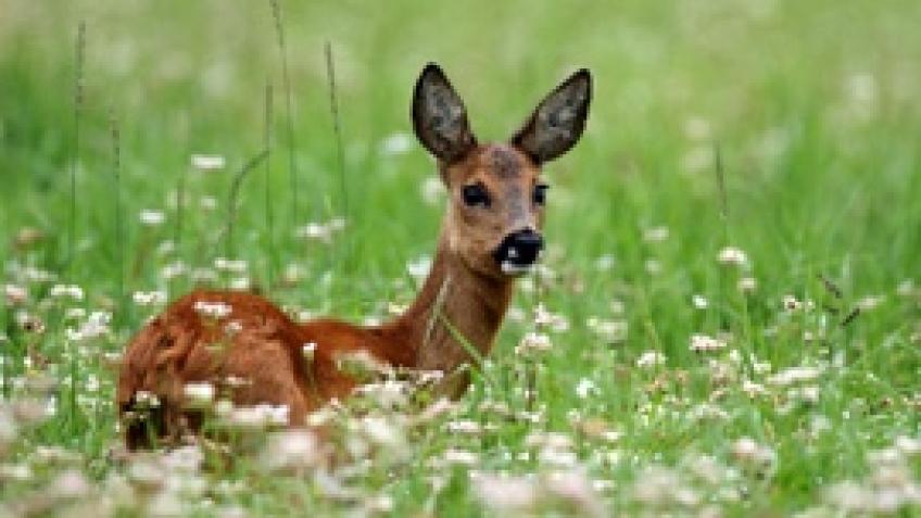Deer ecology and management veteran start up