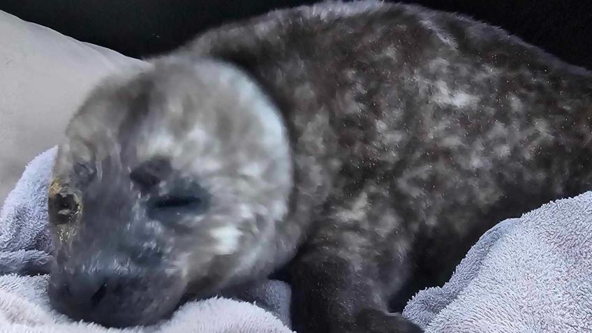 Caithness Seal Rehab & Release Oxygen Project