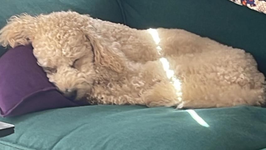 Please help Riley