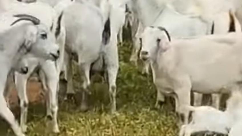 Animal husbandry projects for the poor in Africa