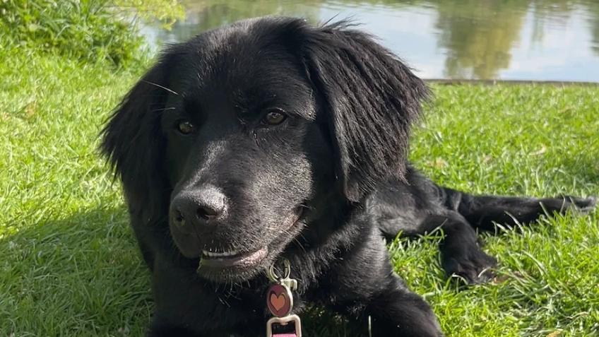 Fund for Kuma