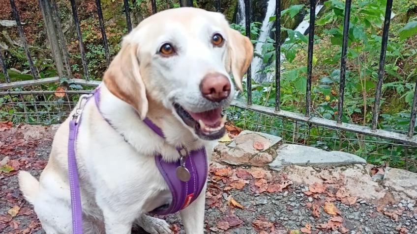 Piper needs your support and Donations please