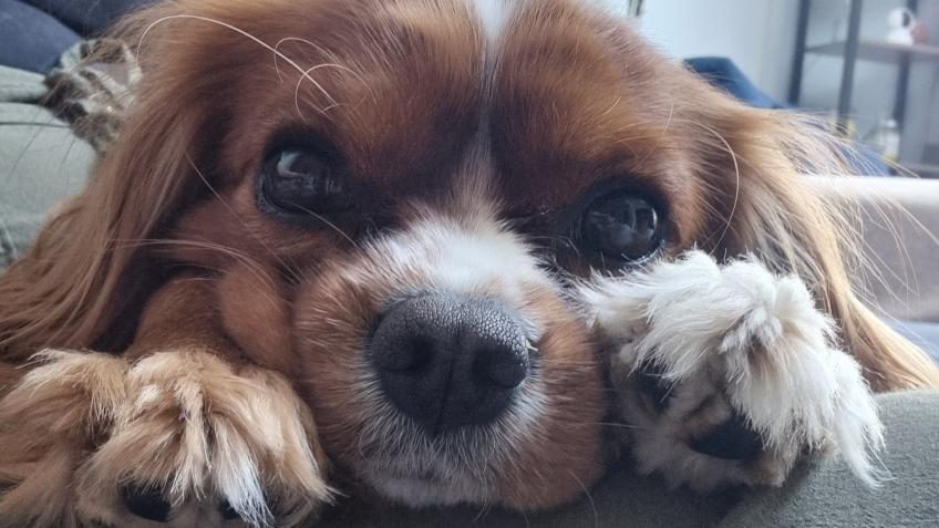 Help Jasper!