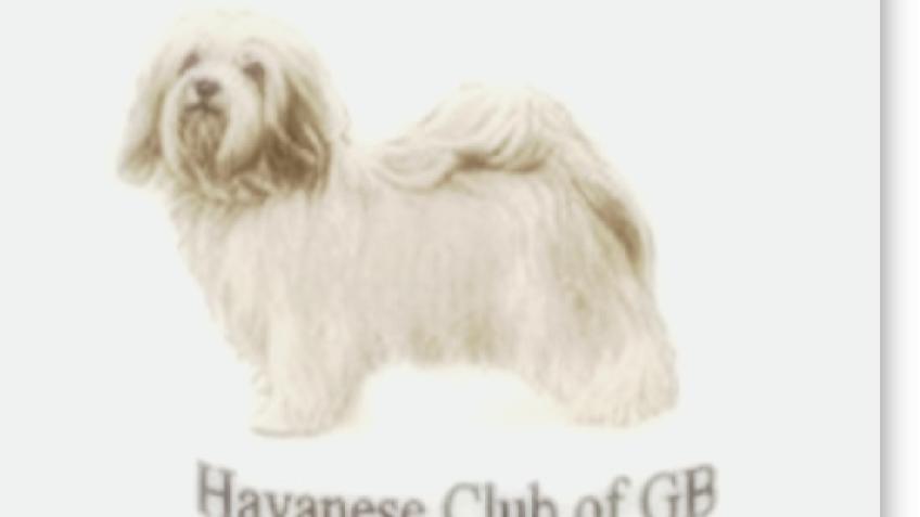 Havanese Club of GB rescue appeal