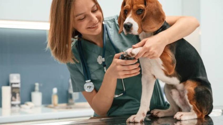 Affordable Vet Care
