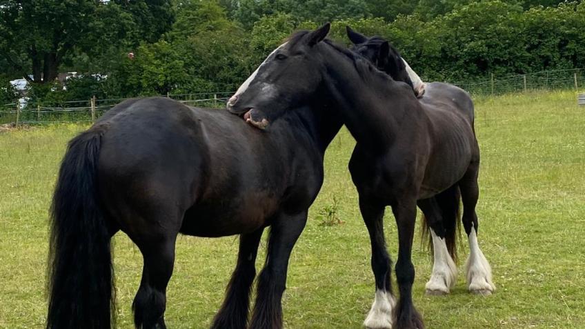 Farewell Fundraiser for Ponies of The Pony Academy