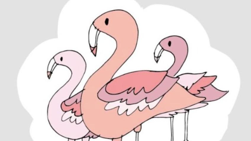 May100 - for Flamingo Chicks