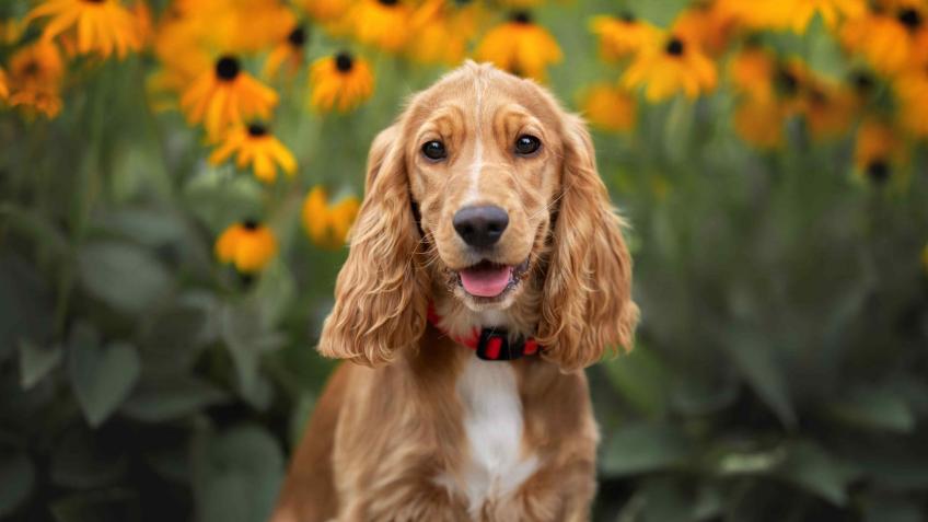 For The Love Of Dogs - Support My Groom Adventure