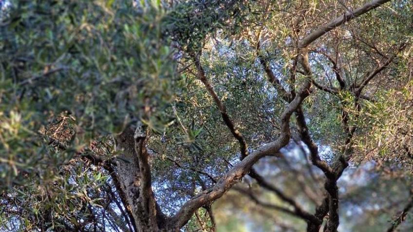 The People's Olive Oil