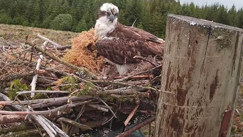 The amazing story of the ospreys of Kielder Forest
