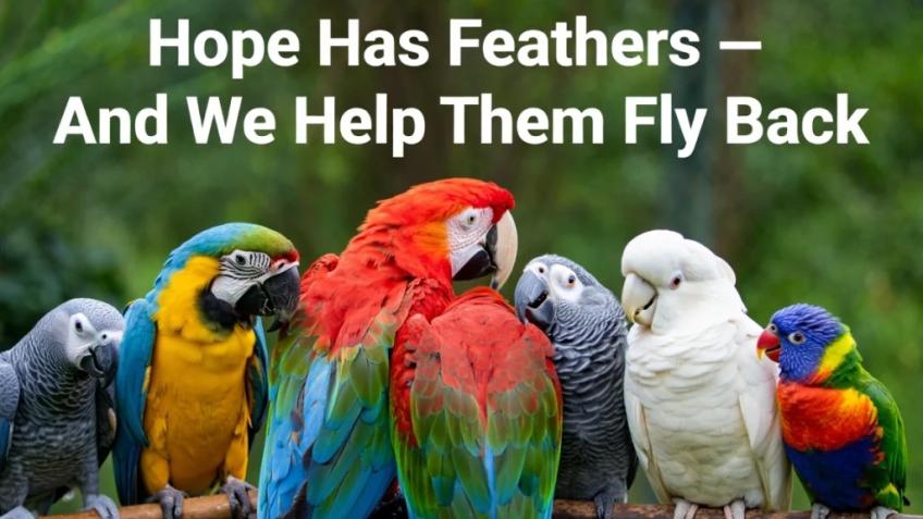 Saving Lost Parrots Across UK, Wings Reunited UK
