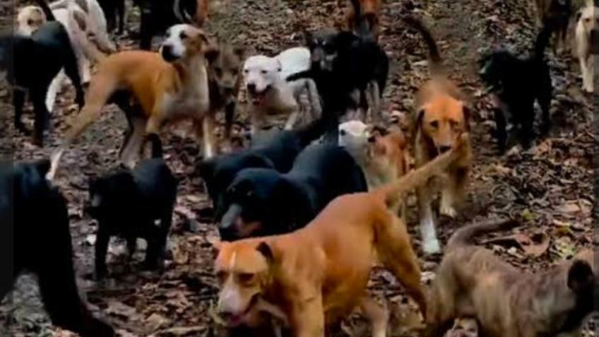 SAVE THE DOGS UK