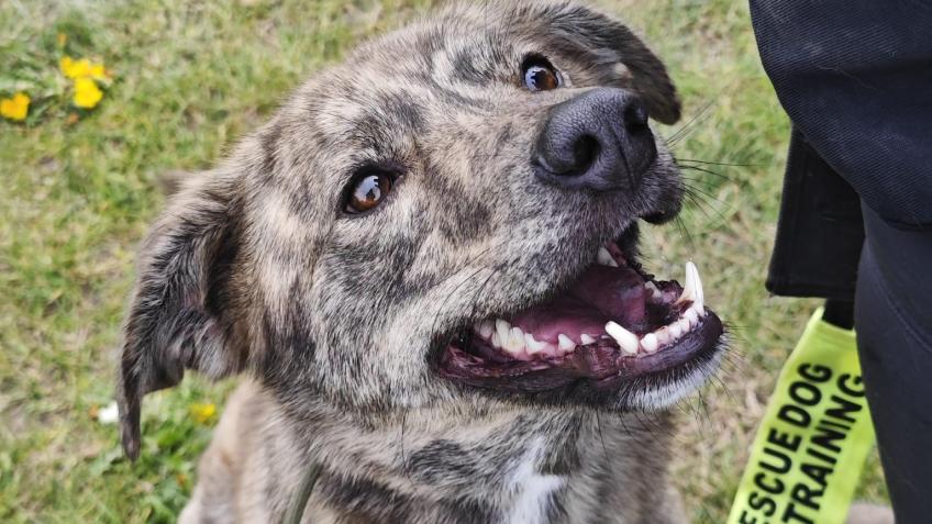 Doggy Dens Uk Rescue